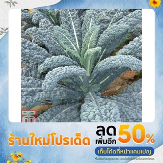 เคล / คะน้าใบหยัก / Curly Kale