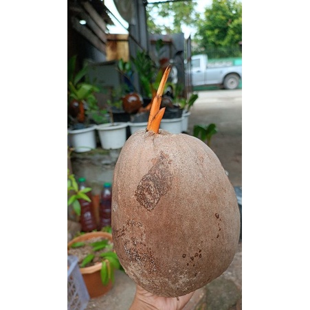 พันธุ์มะพร้าวไฟสำหรับปลูก  พันธุ์นี้ลูกอ่อนจะเป็นสีทองแววค่ะ