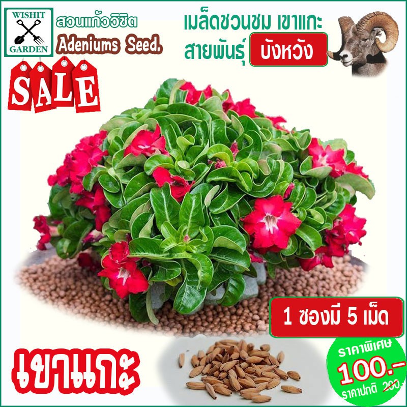 My Image 22