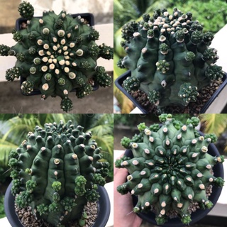 Gymnocalycium mihanovichii "montros kikko" ยิมโนมอนส์กิ๊กโกะ