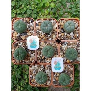 lophophora fricii ขนาด 2.5-3 cm