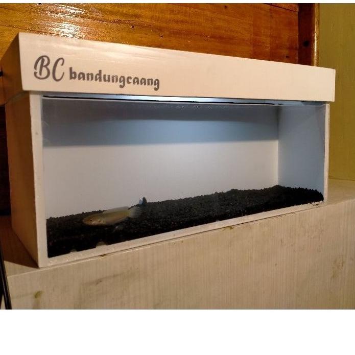 สุดฮิต! Solitary baby chana 3-15 ซม./พิเศษ baby chana aquarium/unique solitary baby chana