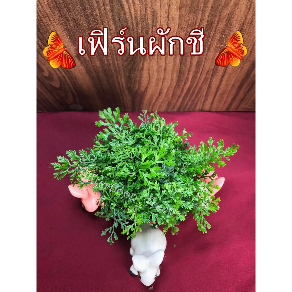 เฟิร์นผักชี (ไม้ร่ม) ส่งพร้อมกระถางขนาด 3 นิ้ว 1ต้นก็ส่งค่ะ
