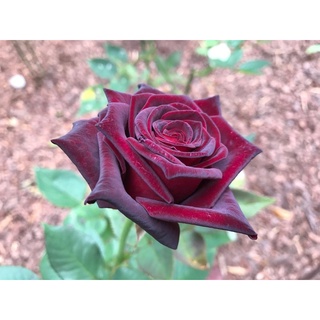 25 เมล็ด เมล็ดกุหลาบ สีดำ ดอกใหญ่ กุหลาบ  Rose seeds