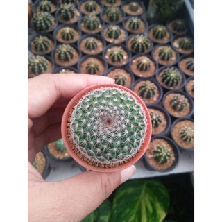 แมมแม่เฒ่า ( Mammillaria hahniana )ไม้เมล็ดลุ้นสีดอก