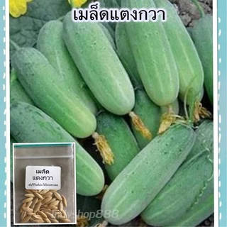 เมล็ดพันธุ์แตงกวา ผักสวนครัว 40-100 เมล็ด ผลตรง สีเขียว เนื้อกรอบ รสหวานฉ่ำ ปลูกง่าย ชอบแดด [10 แถม 1 คละได้]