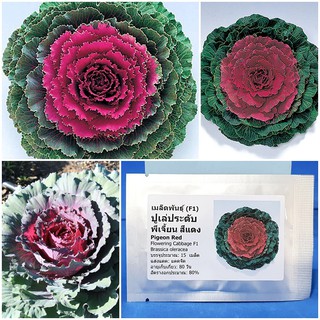 เมล็ดพันธุ์ ปูเล่ประดับ พีเจี้ยน สีแดง (Pigeon Red Flowering Cabbage F1 Seed) 15 เมล็ด คุณภาพดี ราคาถูก ของแท้ 100%