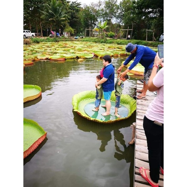 เมล็ดพันธุ์บัวกระด้งเก็บปีนี้,บัววิกตอเรีย