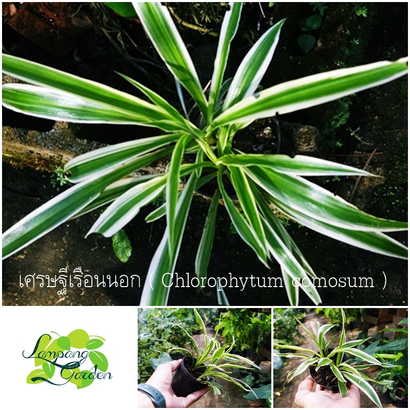 ต้นเศรษฐีเรือนนอก ( Chlorophytum comosum ) กระถาง 3 นิ้ว ไม้กระถาง แต่งสวน