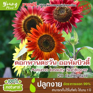 เมล็ดดอกทานตะวัน ออทัมบิวตี้ 20เมล็ด อัตราการงอก95% (แถมฟรี!!! เมล็ดผักกวางตุ้ง500 เม็ด)