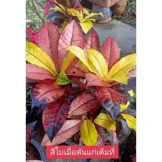 โกสนแอปเปิ้ลไอริชกระถาง11นิ้ว1กระถางมี3ต้นไม้สวยหายากน่าสะสม