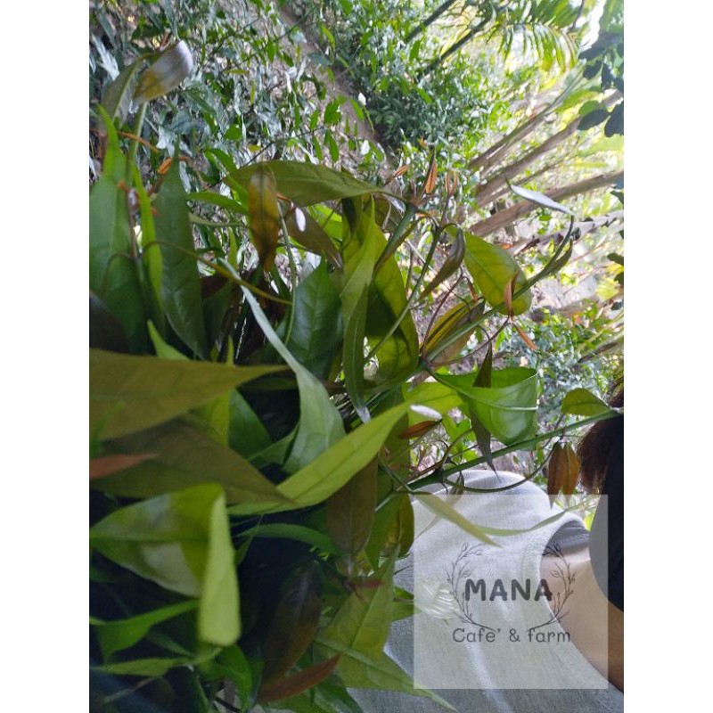 ใบเหลียง/ผักเหลียง(เก็บสดๆจากสวน)​กำละ29บาท