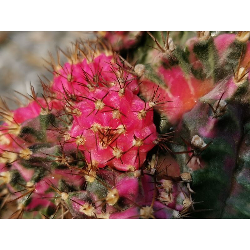 Pink​ diamond​ หัวสี เด็ดสด Cactus แคคตัส กระบองเพชร ไม้อวบน้ำ พิงค์​ไดมอนด์ PDM ไม้กราฟ ราคาถูก​ ยิ