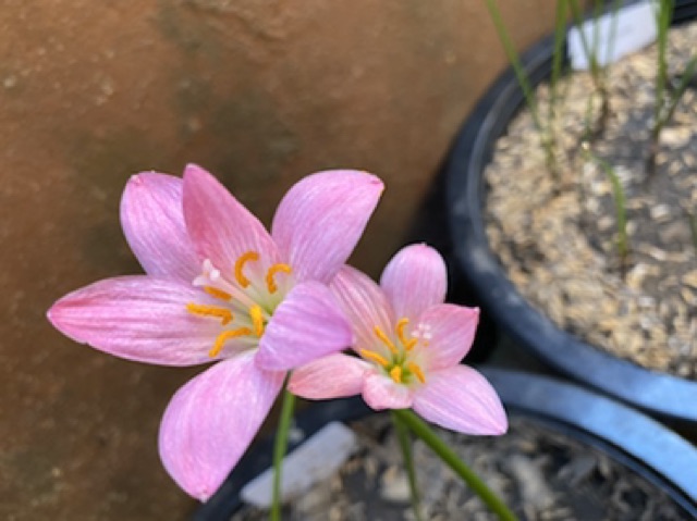 369ย.หัวดอกบัวดิน Hideko หัวละ 20 บาท - รูปที่ 3