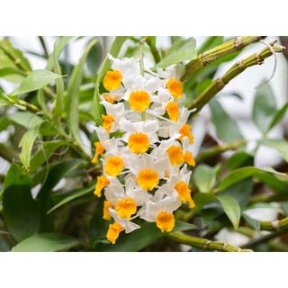 30 เมล็ดพันธุ์ เมล็ดกล้วยไม้ กล้วยไม้สกุลหวาย (Dendrobium) Orchid flower seeds อัตราการงอก 80-85%