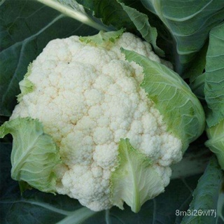 อินทรีย์ ต้น ดอก/200 Cauliflower Seeds seed กะหล่ำดอก เมล็ดพันธุ์ เขียวปลี เมล็ดผักต่างๆ เมล็ดพันธุ์ผัก3a เม็ดพันธุ์ ZSP