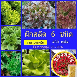 เมล็ดพันธุ์ ผักสลัด 6ชนิด จำนวน 430 เมล็ด กรีนโอ๊ค เรดโอ๊ค เรดคอส บัตเตอร์เฮด ร็อคเก็ต แกรนด์แรพพิด พร้อมวิธีปลูกผักสลัด