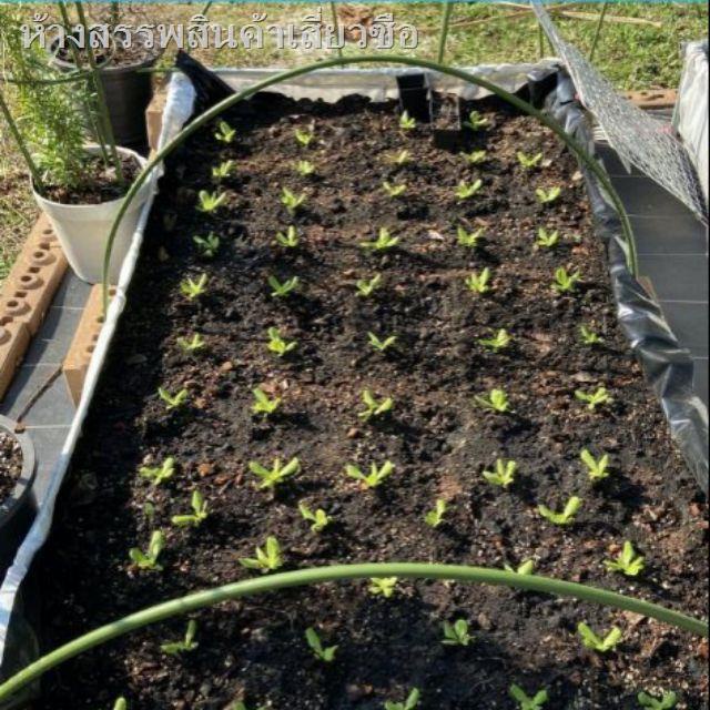 สวน50%✙❄รุ่นหนา กระบะปลูกผัก พร้อมโครงPVC SCG+ข้อต่อ (60x200x30 cm) SAMURAI ตรา ซามูไร