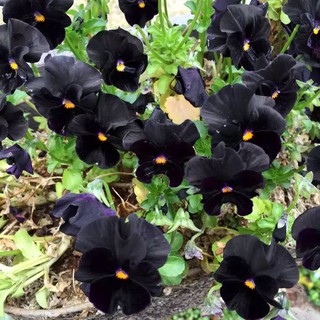 เมล็ดพันธุ์ ดอกแพนซี่ Viola wittrockiana pansy black 30 เมล็ด เมล็ดพันธุ์นำเข้าจาก อังกฤษ