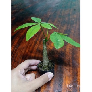 Pachira aquatic / money tree Bonsaiseeds/花园/裙子/苹果/手链/上衣/头饰/芹菜/鲜花/内裤//กุหลาบ VL9Y