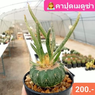 🌵คาปุดเมดูซ่า แคคตัสหายากน่าสะสม