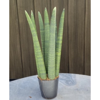 ว่านงาช้าง Sansevieria Boncel สวนเขาหมาก ต้นไม้กระถาง ในกระถาง 4 นิ้ว ในกระถางมี 8-10 ต้นรวมกัน ต้นไม้ฟอกอากาศ