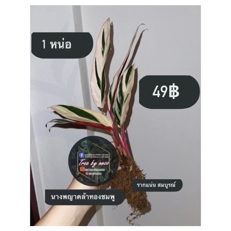 นางพญาคล้าทอง #คล้ายอดนิยม (1หน่อตามรูป) 49฿ ต้นไม่เล็กนะจ๊ะแบ่งจากฟอร์มกอขาย