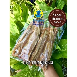 ปลาช่อนทะเล (ใหญ่) สดใหม่ ทอดได้ ย่างได้ กินกับข้าวสวย ข้าวเหนียว อร่อย