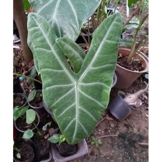 ว่านพญาจงอาง Alocasia Longiloba