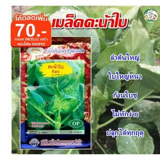 🔥พร้อมส่ง🔥 เมล็ดคะน้าใบ (Kale) เมล็ดพันธุ์ เมล็ดพันธุ์ผัก เมล็ดพันธุ์พืช ผักสวนครัว ตราภูเขาทอง