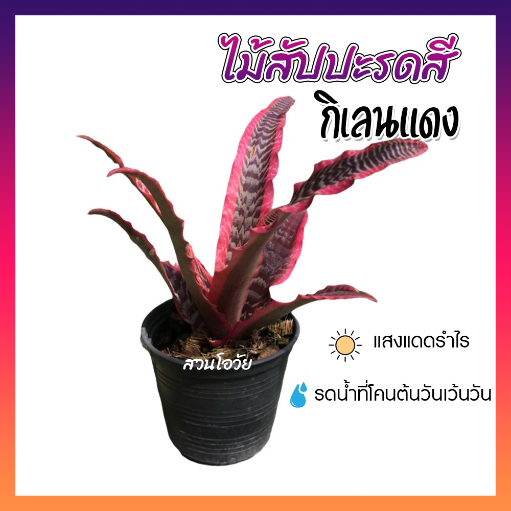 สับปะรดสี กิเลนแดง กิเลนชมพู กิเลนม้าลาย กิเลนเรียกทรัพย์ ต้นไม้ หน่อสด ไม้ประดับ กิเลนแดง(ถอดส่ง)