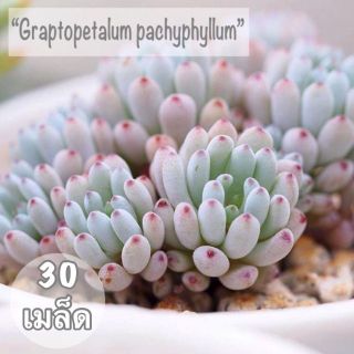 เมล็ดพันธุ์ ไม้อวบน้ำ "Graptopetalum" 30 เมล็ด