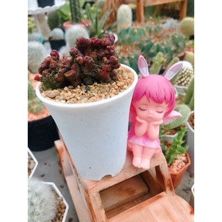 ช็อคโกแลต Echinopsis Chocolate ไม้สะสม อิชินอป แคคตัส กระบองเพชร