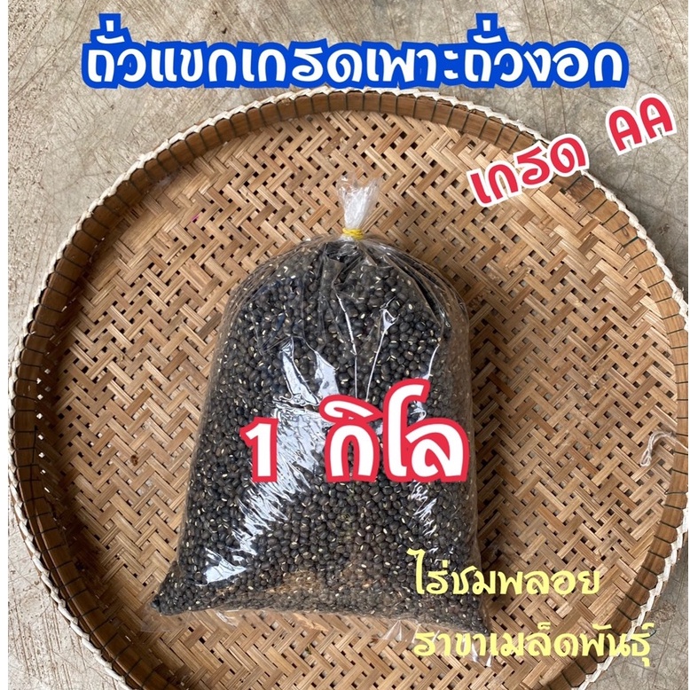 ถั่วแขกเพาะงอก เกรดAA 1กก. อัตรางอกดีมาก ตาโปน เมล็ดสะอาด