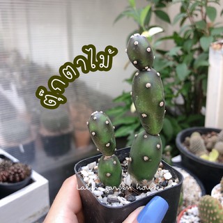 🌵ตุ๊กตาไม้แคคตัส ยิ่งได้น้ำยิ่งโตกลมน่ารัก opuntia elata 🌵