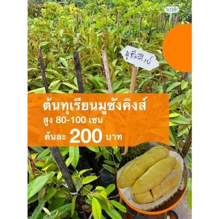 ต้นทุเรียนมูซังคิงส์ ต้นละ 200 บาท