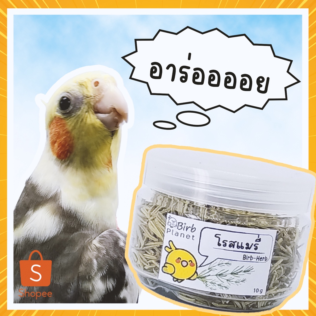โรสแมรี่แห้ง อาหารเสริมสำหรับนก  15กรัม พร้อมส่ง BIRB PLANET 15g Rosemary for birds, dried