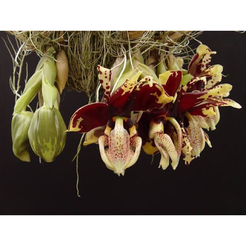 กล้วยไม้สแตนโฮเปีย ทิกรินา (Stanhopea tigrina) สายพันธุ์อเมริกาใต้ ดอกใหญ่ไซส์อลังการ