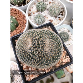 🦉เมล็ด แมมนกฮูก‼️วันที่เก็บ 13/5/65  Mammillaria Perbella Hildmann ex K. Schumann 🌸🌸