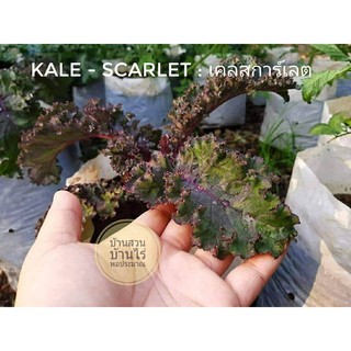 เมล็ดพันธุ์เคลใบหยิกสีม่วง (Scarlet  Kale)25-40เมล็ด