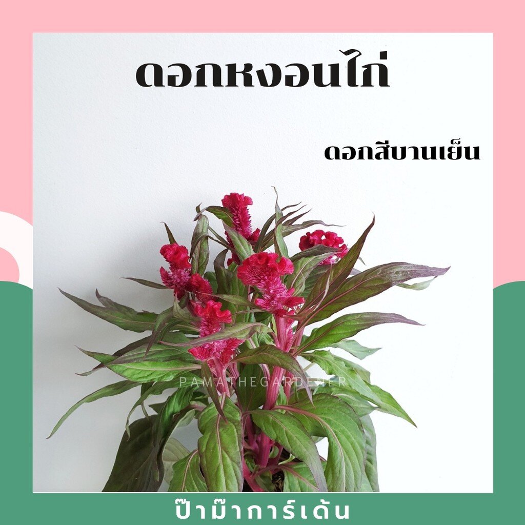 มุมมอง 3