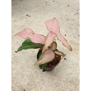 Syngonium pink splash เงินไหลมาด่างชมพู