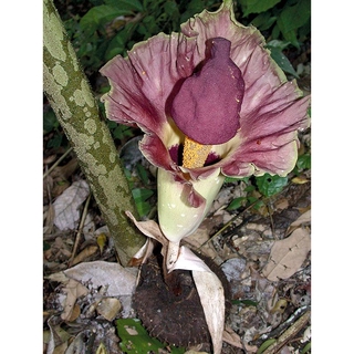 บุกคางคก ขนาด 350-500กรัมต่อหัว Amorphophallus Paeoniifolius Nicolson