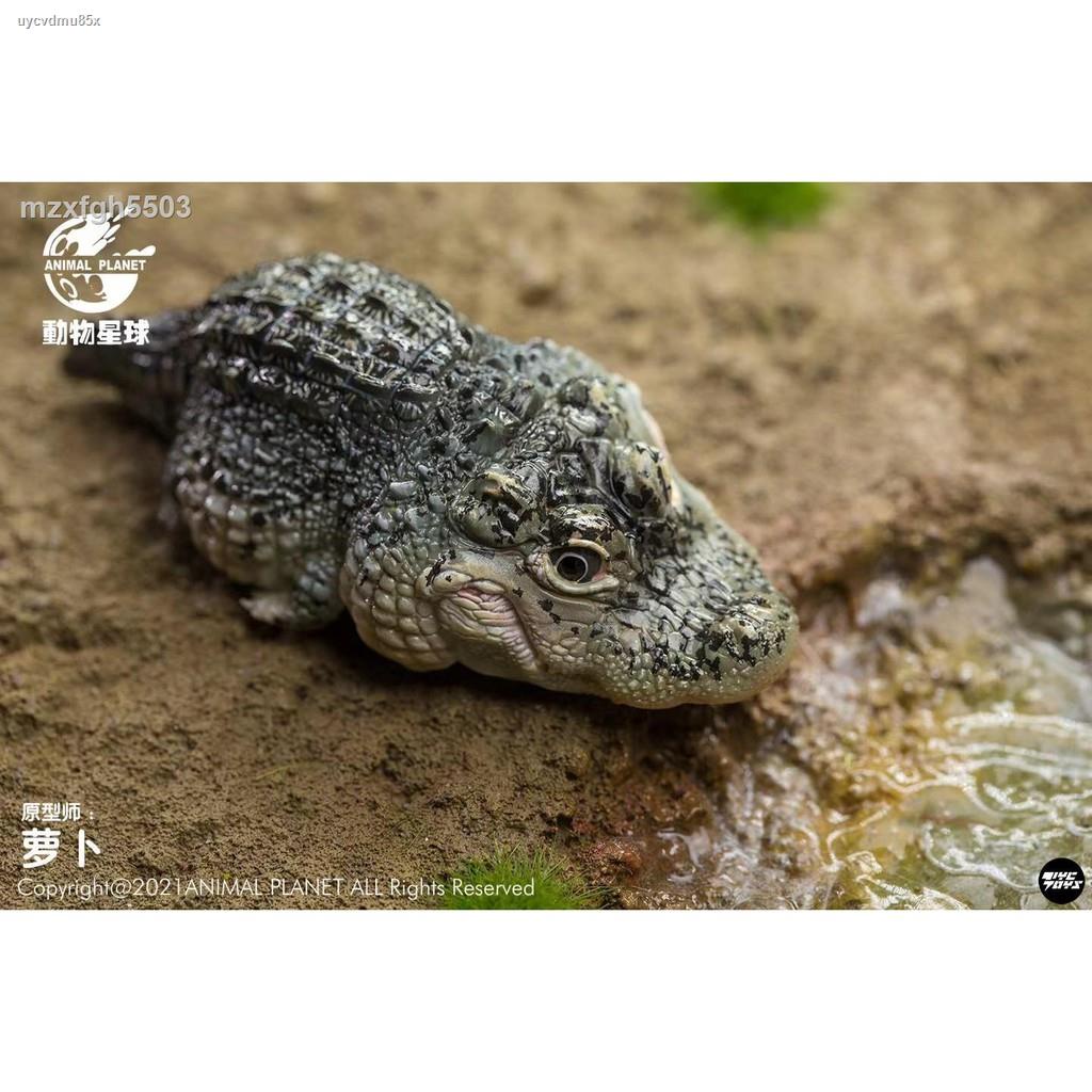 ♧✵อนาอิ【TYC TOYS】Pre-sale of Animal Planet China Treasure Chinese Alligator  Carmine Fish Hand-made Fashion Model | Shopee Thailand