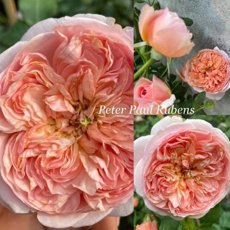 กุหลาบ​ ปีเตอร์​ พอล​ รูเบนส์​ (Peter​ Paul​ Rubens​ rose)​