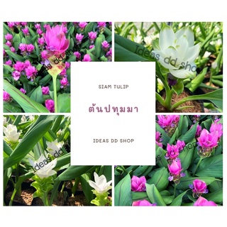 ต้นปทุมมา ดอกปทุมมา ทิสลิปสยาม Curcuma Alismatifolia #ไม้ดอกไม้ประดับ #ปทุมมา