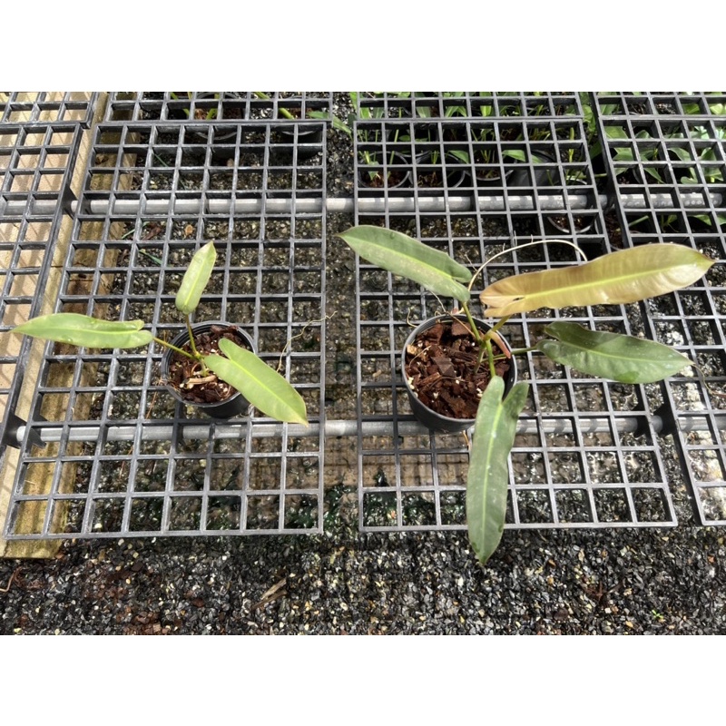 philodendron atabapoense