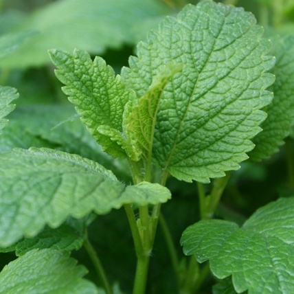 เมล็ดพันธุ์ มิ้นญี่ปุ่น สเปียร์มินต์ มิ้นท์ญี่ปุ่น (Japanese mint ) ตัวเลือก 200 เมล็ด [10 แถม 1 คละได้] ราคา ถูกที่สุด ดีลบีเคเค แกลเลอรีภาพที่ 2