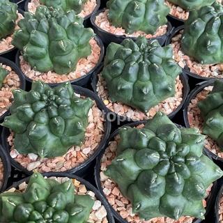 ยิมโน มอนโทรส Gymnocalycium Monstrose แคคตัส กระบองเพชร - Utopia