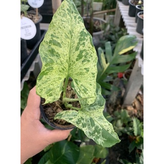 syngonium mojito holland กระถาง 4 นิ้ว